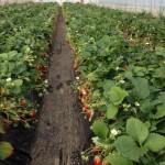 ヤフーショッピングのショップ作成