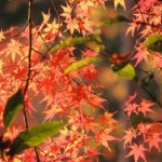 楽天市場出店に向けて