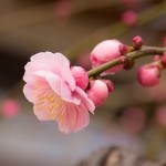 2014年2月の売上