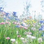 LINE MALL iPhone版リリース