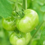 中国輸入ビジネス　ヘンテコな夢？！