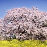 在庫切れ解消？！