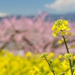 中国輸入ビジネス　2014年4月の売上状況