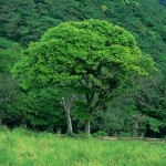 中国輸入ビジネス 売れる商品（季節要因）