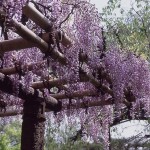 中国輸入ビジネス　2014年5月売上途中経過