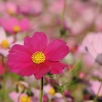 夢中になるって重要なこと